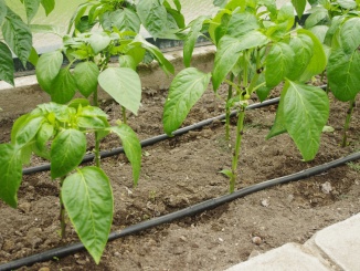 Kapková závlaha –  Limes Tandem závlaha B