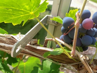 Podpory rostlin –  Euro-Serre Grape Hook