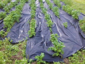 Skleníky –  Gutta Agro